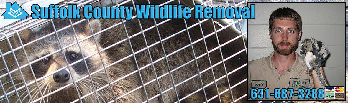 Suffolk County Wildlife and Animal Removal